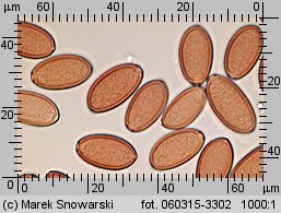 Protostropharia semiglobata (pierścieniak półkulisty)