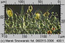 Protostropharia semiglobata (pierścieniak półkulisty)