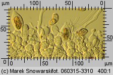 Protostropharia semiglobata (pierścieniak półkulisty)