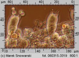 Protostropharia semiglobata (pierścieniak półkulisty)