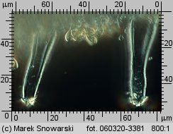 Inocybe pusio (strzępiak łuseczkowaty)