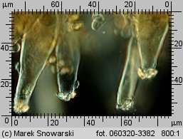 Inocybe pusio (strzępiak łuseczkowaty)