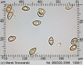 Inocybe pusio (strzępiak łuseczkowaty)