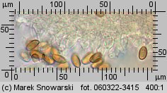 Hypholoma marginatum (maślanka zygzakowatotrzonowa)