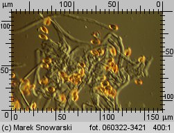 Hypholoma marginatum (maślanka zygzakowatotrzonowa)