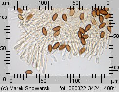 Leratiomyces squamosus (łysiczka łuskowata)