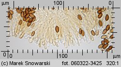 Leratiomyces squamosus (łysiczka łuskowata)