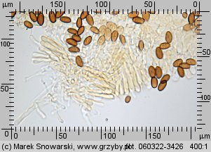 Leratiomyces squamosus (łysiczka łuskowata)