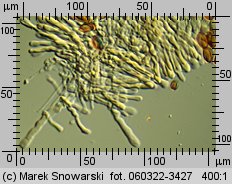 Leratiomyces squamosus (łysiczka łuskowata)