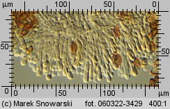 Leratiomyces squamosus (łysiczka łuskowata)