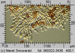 Leratiomyces squamosus (łysiczka łuskowata)