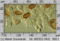 Leratiomyces squamosus (łysiczka łuskowata)