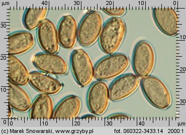 Leratiomyces squamosus (łysiczka łuskowata)