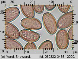 Leratiomyces squamosus (łysiczka łuskowata)