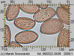 Leratiomyces squamosus (łysiczka łuskowata)