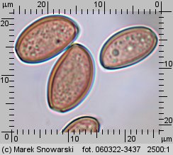 Leratiomyces squamosus (łysiczka łuskowata)