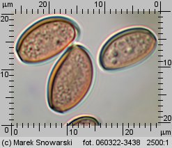 Leratiomyces squamosus (łysiczka łuskowata)