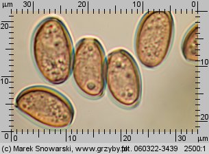 Leratiomyces squamosus (łysiczka łuskowata)