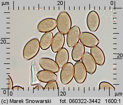 Hypholoma marginatum (maślanka zygzakowatotrzonowa)