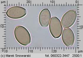 Hypholoma marginatum (maślanka zygzakowatotrzonowa)