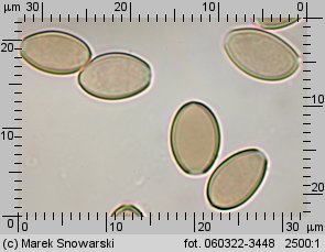 Hypholoma marginatum (maślanka zygzakowatotrzonowa)