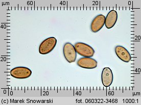 Leratiomyces squamosus (łysiczka łuskowata)