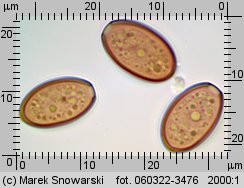 Leratiomyces squamosus (łysiczka łuskowata)