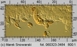 Hypholoma fasciculare (maślanka wiązkowa)