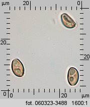 Hypholoma fasciculare (maślanka wiązkowa)