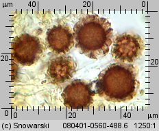 Scleroderma bovista (tęgoskór kurzawkowy)