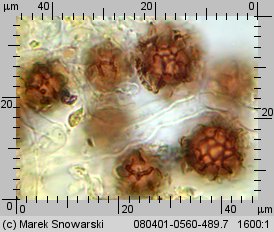 Scleroderma bovista (tęgoskór kurzawkowy)