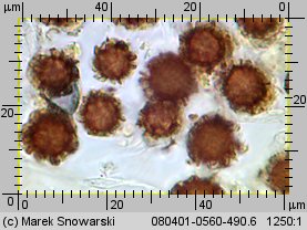 Scleroderma bovista (tęgoskór kurzawkowy)