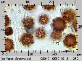 Scleroderma bovista (tęgoskór kurzawkowy)