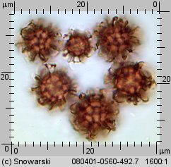 Scleroderma bovista (tęgoskór kurzawkowy)