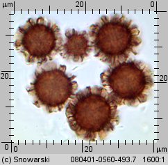 Scleroderma bovista (tęgoskór kurzawkowy)