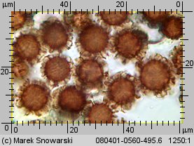 Scleroderma bovista (tęgoskór kurzawkowy)