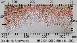 Hebeloma crustuliniforme (włośnianka rosista)