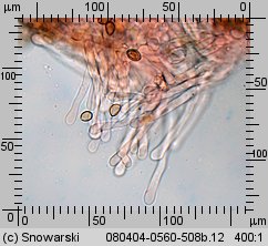 Hebeloma crustuliniforme (włośnianka rosista)