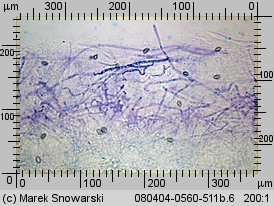 Hebeloma crustuliniforme (włośnianka rosista)