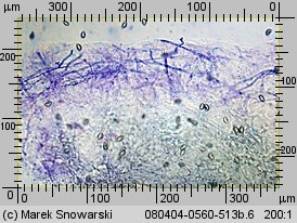 Hebeloma crustuliniforme (włośnianka rosista)