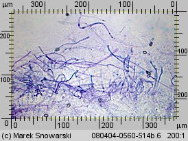 Hebeloma crustuliniforme (włośnianka rosista)