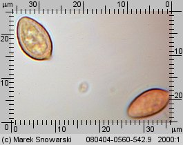 Hebeloma crustuliniforme (włośnianka rosista)