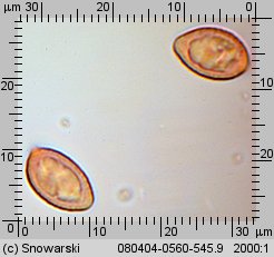 Hebeloma crustuliniforme (włośnianka rosista)