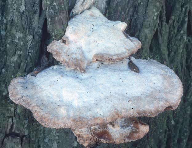 Trametes suaveolens (wrośniak anyżkowy)