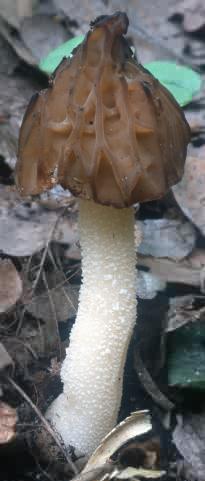 Morchella gigas (smardz półwolny)