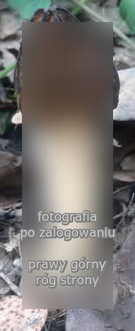 Morchella gigas (mitrówka półwolna)