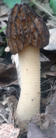 Morchella gigas (smardz półwolny)