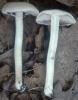 Agrocybe praecox (polówka wczesna)