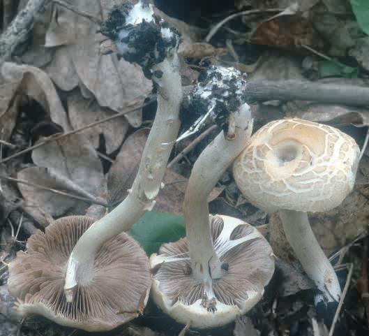 Agrocybe praecox (polówka wczesna)