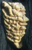 Laetiporus sulphureus (żółciakiem siarkowym)